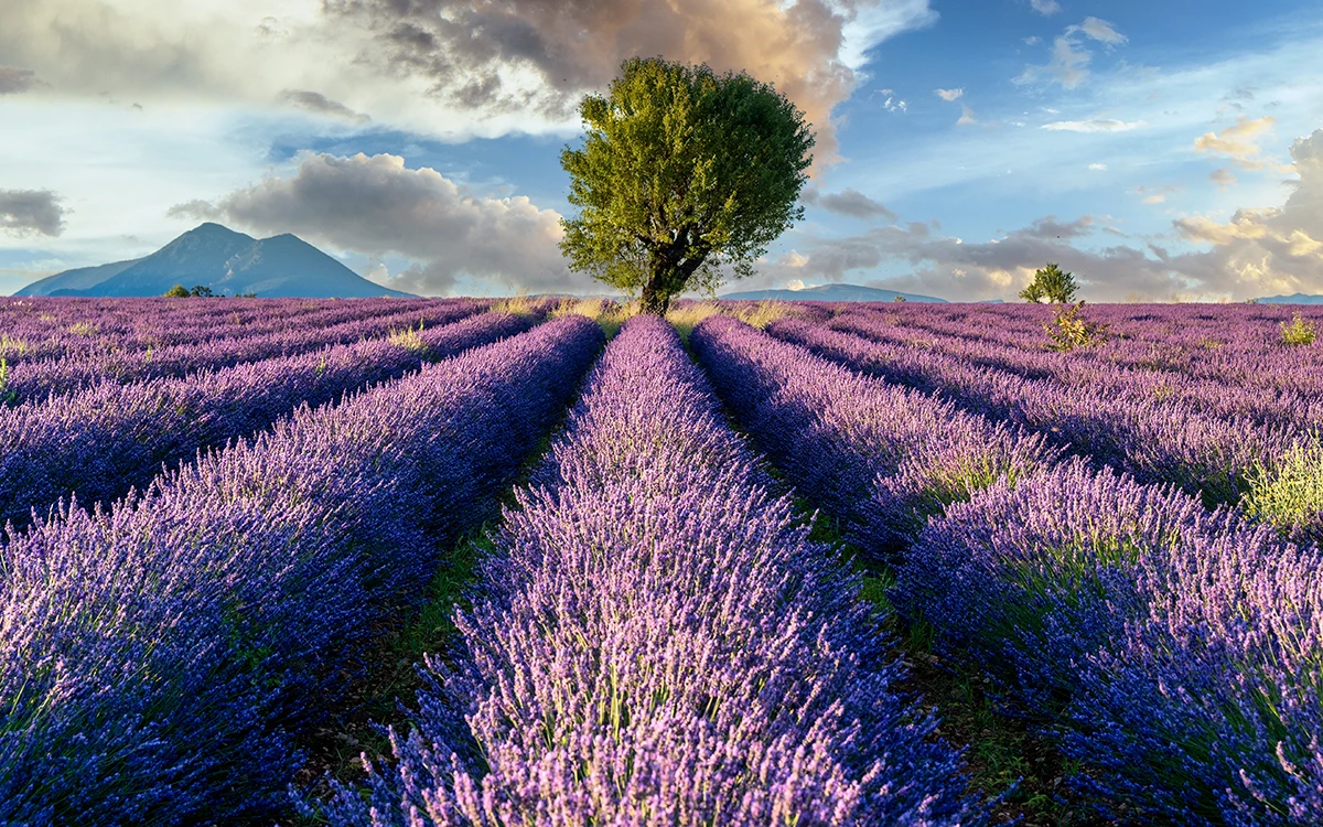 Décor de tournage en Provence dans les champs de lavande